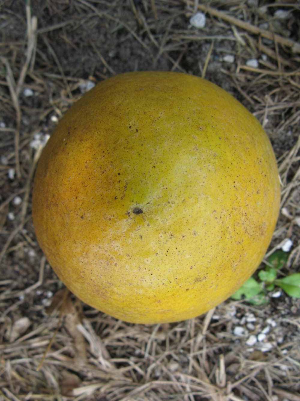              Fruit (Winter Haven, FL)       